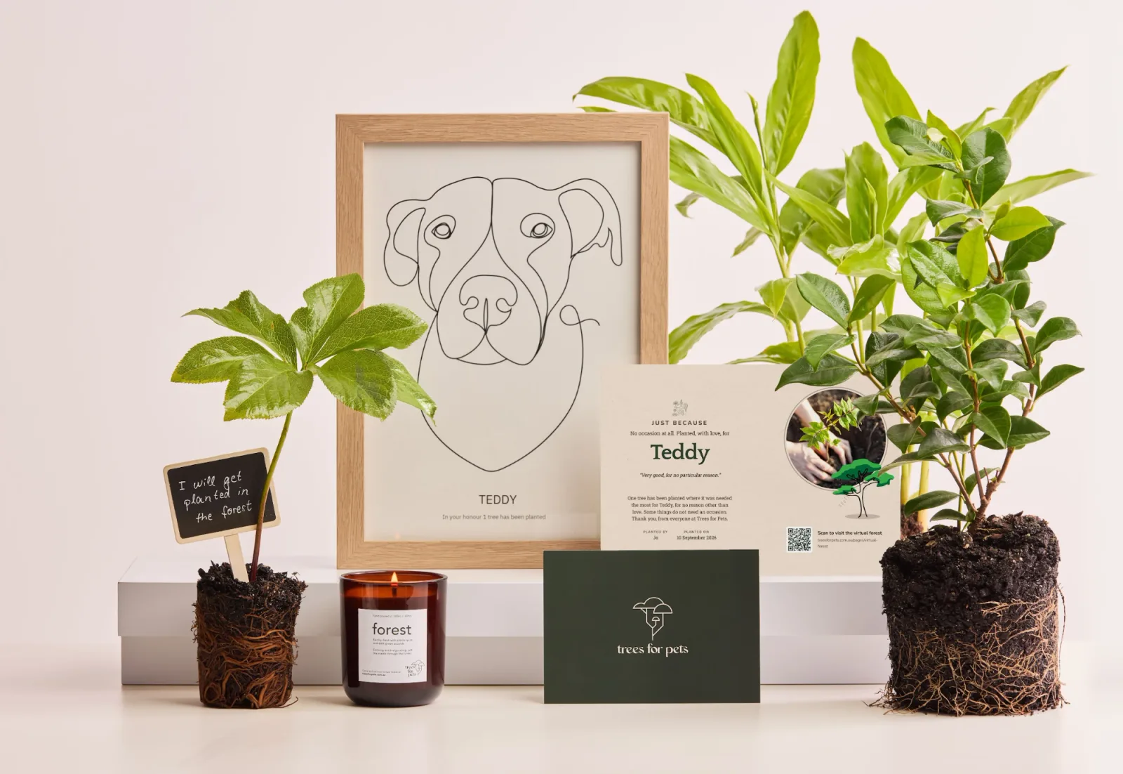 A framed line portrait of a dog on a shelf with a Trees for Pets certificate for Teddy, potted saplings, a forest candle and a green Trees for Pets card