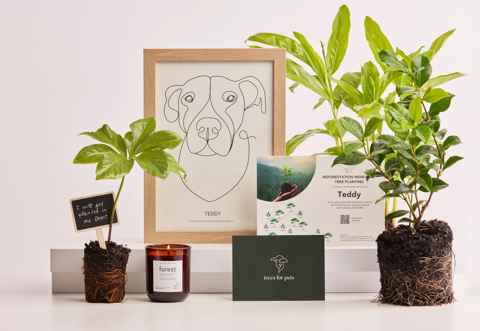 A framed line portrait of a dog on a shelf with a Trees for Pets certificate, potted saplings, a forest candle and a green Trees for Pets card